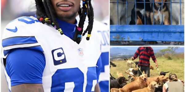CeeDee Lamb’s Greatest Touchdown Yet — A $5 Million Sanctuary Giving Stray Dogs a Second Chance at Life