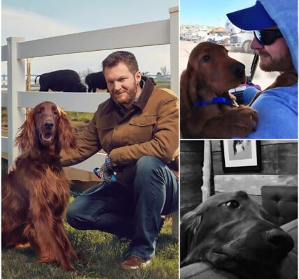 Dale Earnhardt Jr. Breaks Silence With Heartfelt Message to Lewis Hamilton — Then Shocks NASCAR Fans With His Own Tragic Loss