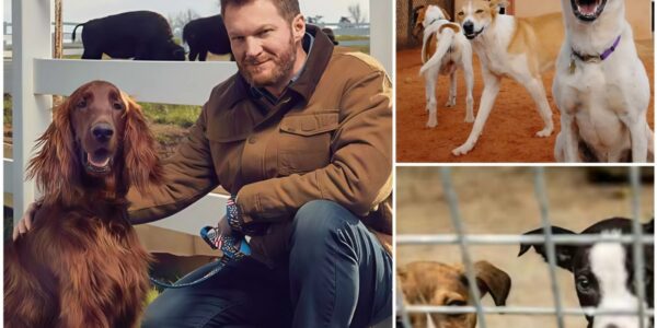 Dale Earnhardt Jr. Races Toward His Greatest Victory: $5 Million Sanctuary for Stray Dogs Opens in North Carolina