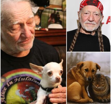 Country legend Willie Nelson has donated his entire $12.9 million in tour bonuses and sponsorships to build a network of no-kill shelters across rural Texas...