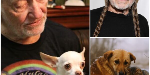 Country legend Willie Nelson has donated his entire $12.9 million in tour bonuses and sponsorships to build a network of no-kill shelters across rural Texas...