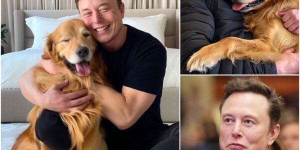 Elon Musk ignites the web with a SHOCKING announcement: he will invest 20 million dollars to build a 'paradise' dedicated to rescuing stray dogs, promising love and a home to thousands of abandoned puppies.