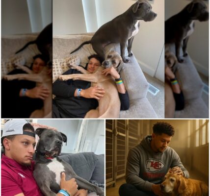 🏈 BREAKING HEARTS AND BARRIERS: PATRICK MAHOMES SAVES STRUGGLING DOG SHELTER IN MISSOURI — A QUIET ACT OF COMPASSION THAT’S MELTING AMERICA’S HEART