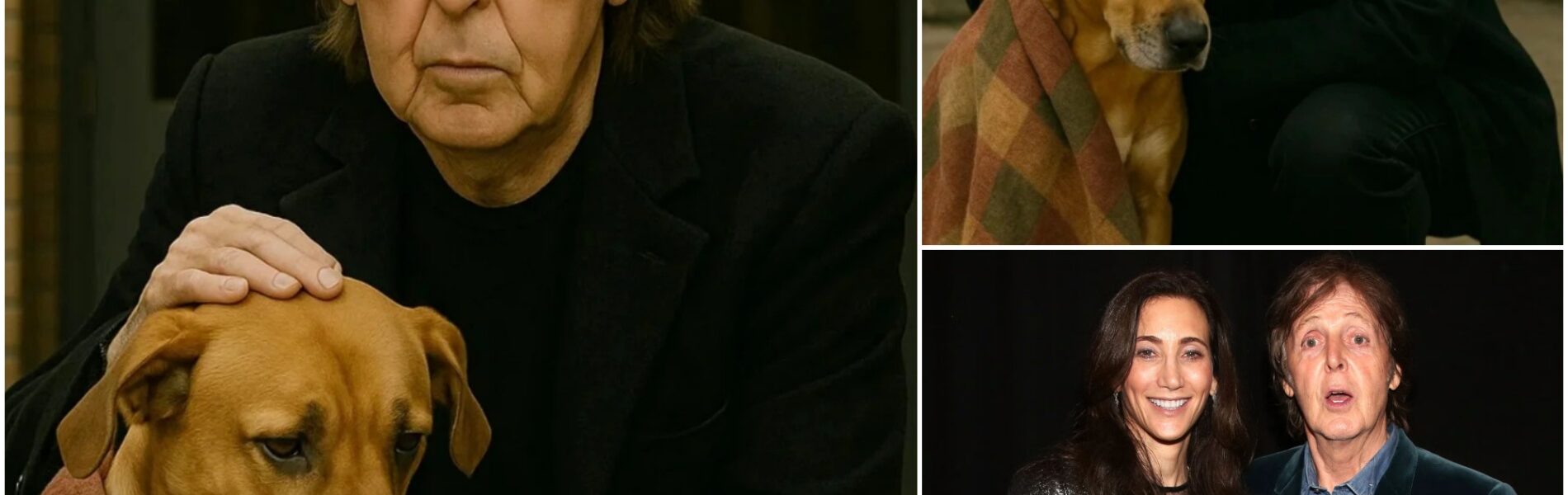 PAUL MCCARTNEY RESCUES 47 DOGS, TURNING KENNEL CRISIS INTO HEARTWARMING MIRACLE