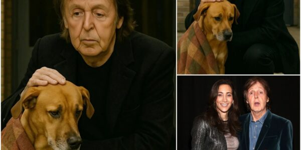 PAUL MCCARTNEY RESCUES 47 DOGS, TURNING KENNEL CRISIS INTO HEARTWARMING MIRACLE