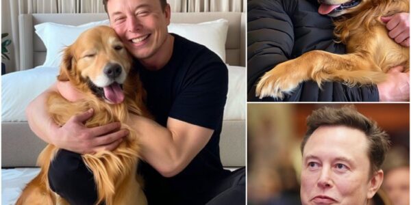 Elon Musk STUNS the world — pledges $20M to create a LUXURY HAVEN for stray dogs, promising forever homes to thousands of abandoned puppies!