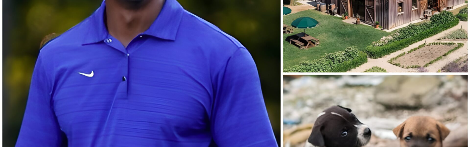 The Silent Sanctuary: Inside Tiger Woods’ Secret 120-Acre Refuge for Abandoned Dogs — And the Hidden Story Behind It