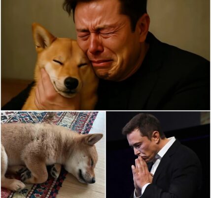 Elon Musk’s Beloved Floki on the Brink: Billionaire Desperately Fights to Save Shiba Inu from Mysterious Illness and “Invisible” Forces