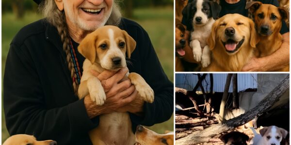 WILLIE NELSON ANNOUNCES $5 MILLION PLAN TO RESCUE STRAY DOGS: A LEGEND PUTS HIS HEART INTO ACTION