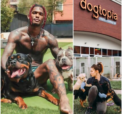 CeeDee Lamb Launches $5 Million ‘Star Haven’ Sanctuary for Abused and Abandoned Dogs Near Dallas