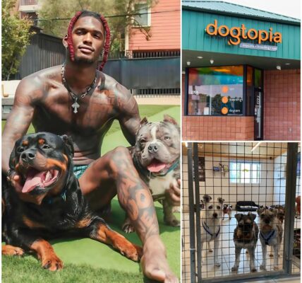 CeeDee Lamb Opens $5 Million ‘Star Haven’ Sanctuary Near Dallas to Rescue Abused and Abandoned Dogs