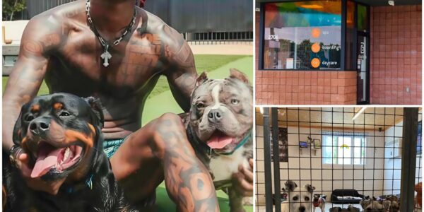 CeeDee Lamb Opens $5 Million ‘Star Haven’ Sanctuary Near Dallas to Rescue Abused and Abandoned Dogs