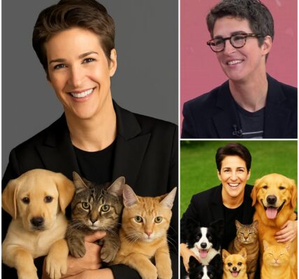 BREAKING GOOD NEWS: Rachel Maddow has just stunned fans worldwide with an unexpected pledge — a massive $10 million investment to create a sanctuary for abandoned dogs and cats...