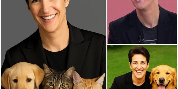 BREAKING GOOD NEWS: Rachel Maddow has just stunned fans worldwide with an unexpected pledge — a massive $10 million investment to create a sanctuary for abandoned dogs and cats...