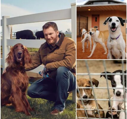 Dale Earnhardt Jr. Races Toward His Greatest Victory: $5 Million Sanctuary for Stray Dogs Opens in North Carolina