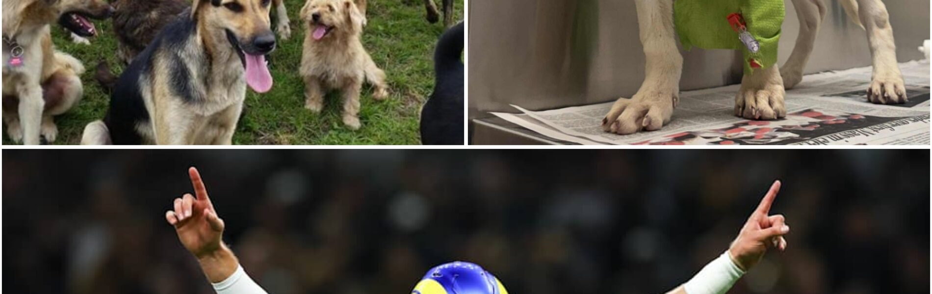 BREAKINGNEWS Matthew Stafford unveils rams paws haven, a $5 million sanctuary redefining what it means to be a leader in los angeles