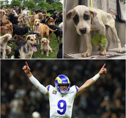 BREAKINGNEWS Matthew Stafford unveils rams paws haven, a $5 million sanctuary redefining what it means to be a leader in los angeles