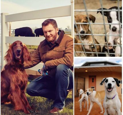 Dale Earnhardt Jr. Races Toward His Greatest Victory: $5 Million Sanctuary for Stray Dogs Opens in North Carolina.