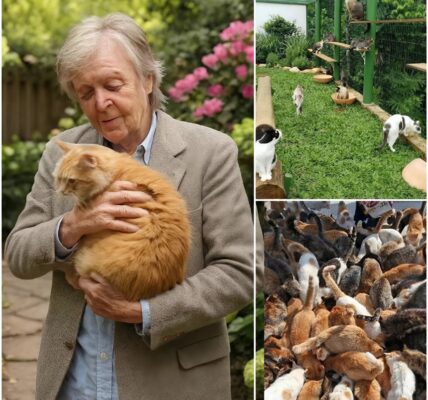 PAUL McCARTNEY Opens “LITTLE WINGS SANCTUARY” — a $5 Million Rescue Haven That Has the Whole World in Tears